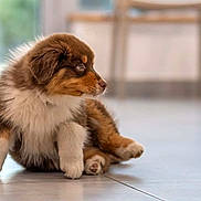 Théa a rejoint le concours — aidez-le/la à gagner de superbes lots ! adorable, animal, brown, canine, companion, cute, dog, domestic_animal, floor, fluffy, fur, indoor, looking_away, pet, portrait, puppy, sitting, small, white, young