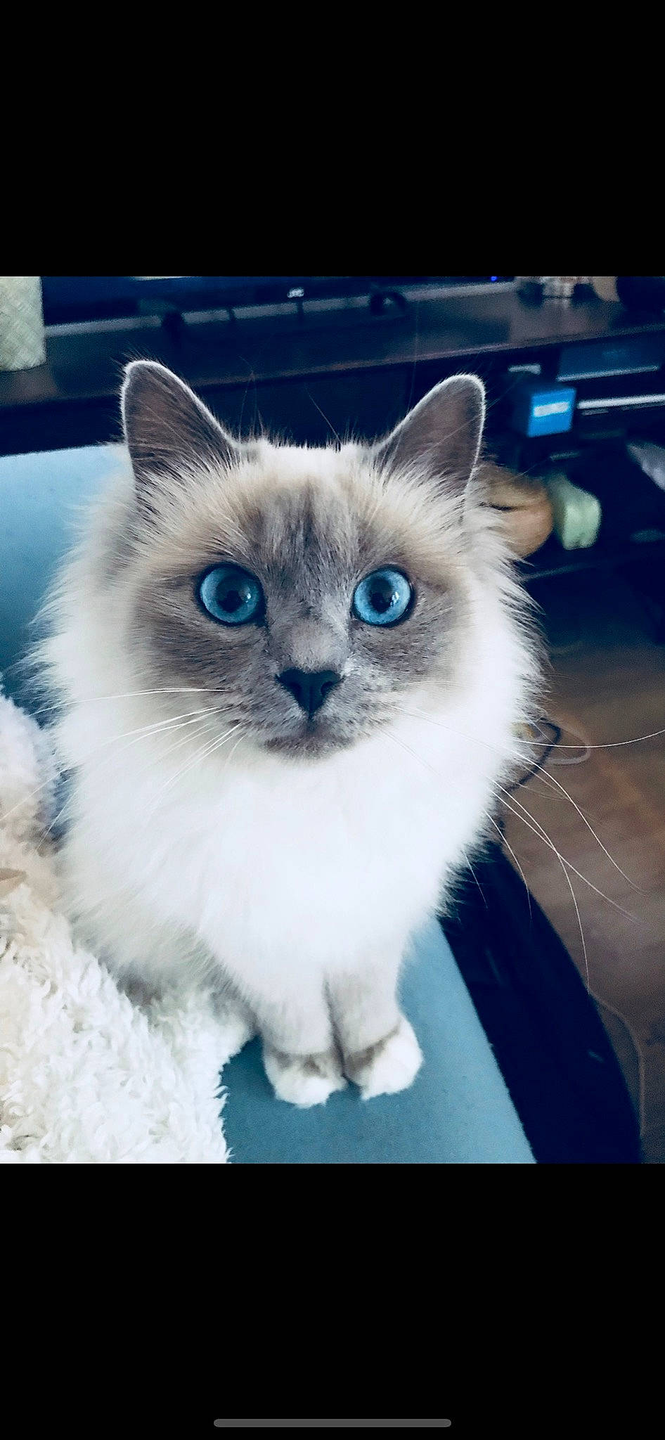 Maya participe au concours pour gagner de l'argent avec cette photo : balinese, british_longhair, carnivore, cat, domestic_short_haired_cat, electric_blue, eye, fawn, felidae, fur, iris, paw, photo_caption, ragdoll, small_to_medium_sized_cats, snout, tail, terrestrial_animal, thai, whiskers