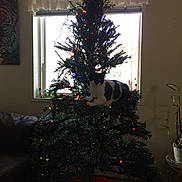 Dory joined the competition — help win amazing prizes! animal, black_and_white, cat, christmas_tree, couch, cozy, curtains, decorations, festive, furniture, holiday, home, indoor, lights, living_room, pet, plant, relaxing, tree_skirt, window