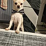 dog, chihuahua, bow_tie, pet, small_dog, white_dog, table, chair, indoor, kitchen, fabric, towel, radiator, furniture, domestic_animal, cute, animal, looking_at_camera, standing, portrait