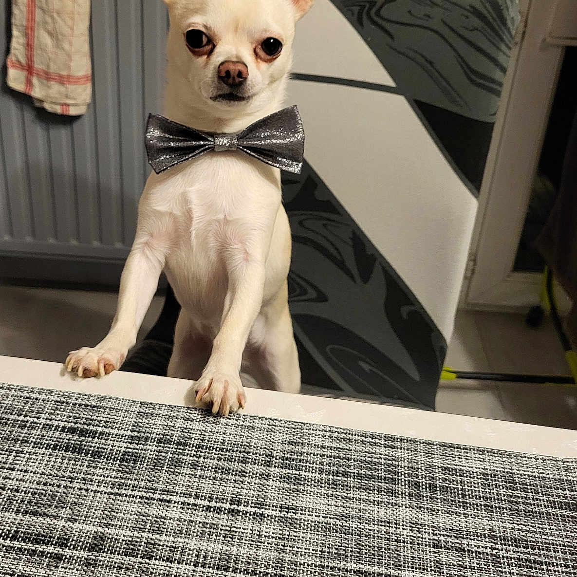 Snow a rejoint le concours — aidez-le/la à gagner de superbes lots ! animal, bow_tie, chair, chihuahua, cute, dog, domestic_animal, fabric, furniture, indoor, kitchen, looking_at_camera, pet, portrait, radiator, small_dog, standing, table, towel, white_dog