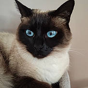 Ange participe au concours pour gagner de l'argent avec cette photo : cat, siamese_cat, blue_eyes, close_up, feline, pet, animal, whiskers, fur, relaxed, indoor, portrait, cute, domestic_animal, mammal, soft_texture, paw, face, ears, nose