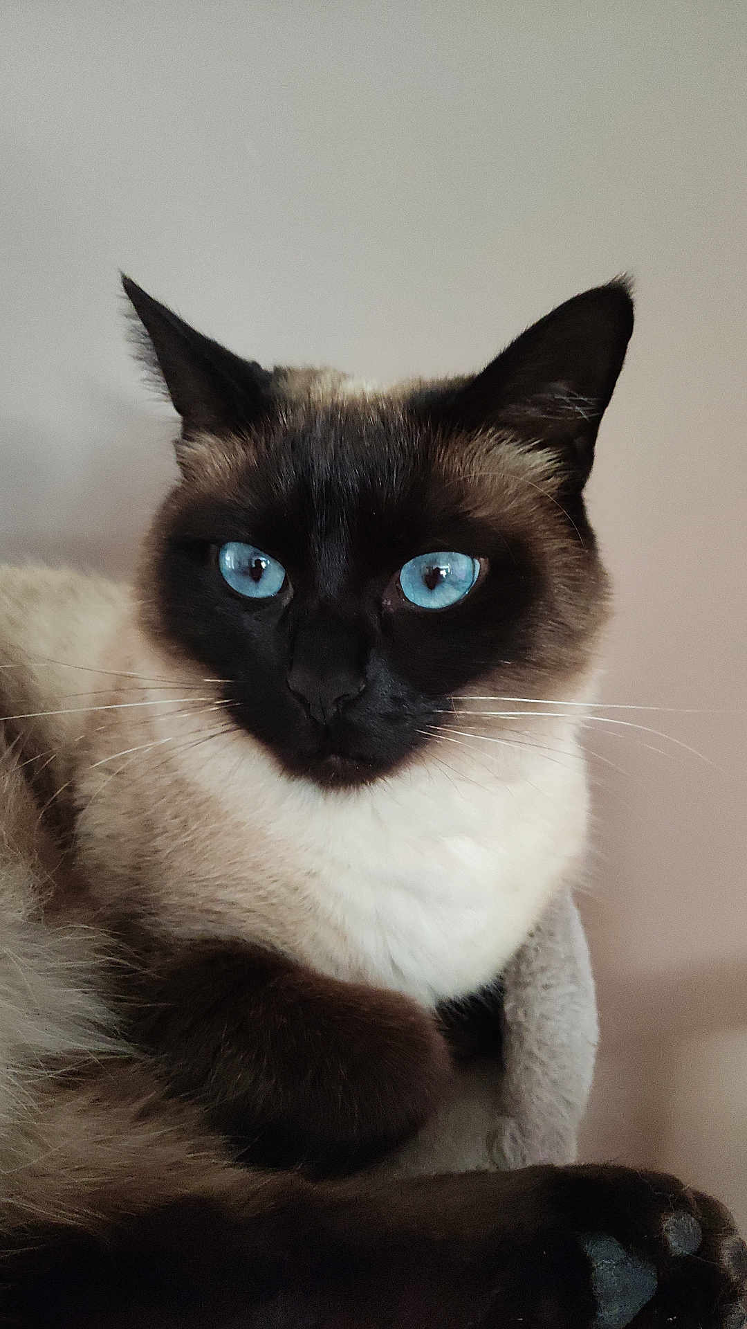 Ange participe au concours pour gagner de l'argent avec cette photo : cat, siamese_cat, blue_eyes, close_up, feline, pet, animal, whiskers, fur, relaxed, indoor, portrait, cute, domestic_animal, mammal, soft_texture, paw, face, ears, nose