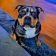 Draco joined the competition — help win amazing prizes! dog, indoor, pet, animal, floor, rug, couch, brown, black, white, cute, looking_up, ears, expression, fur, sitting, home, comfort, domestic, flooring