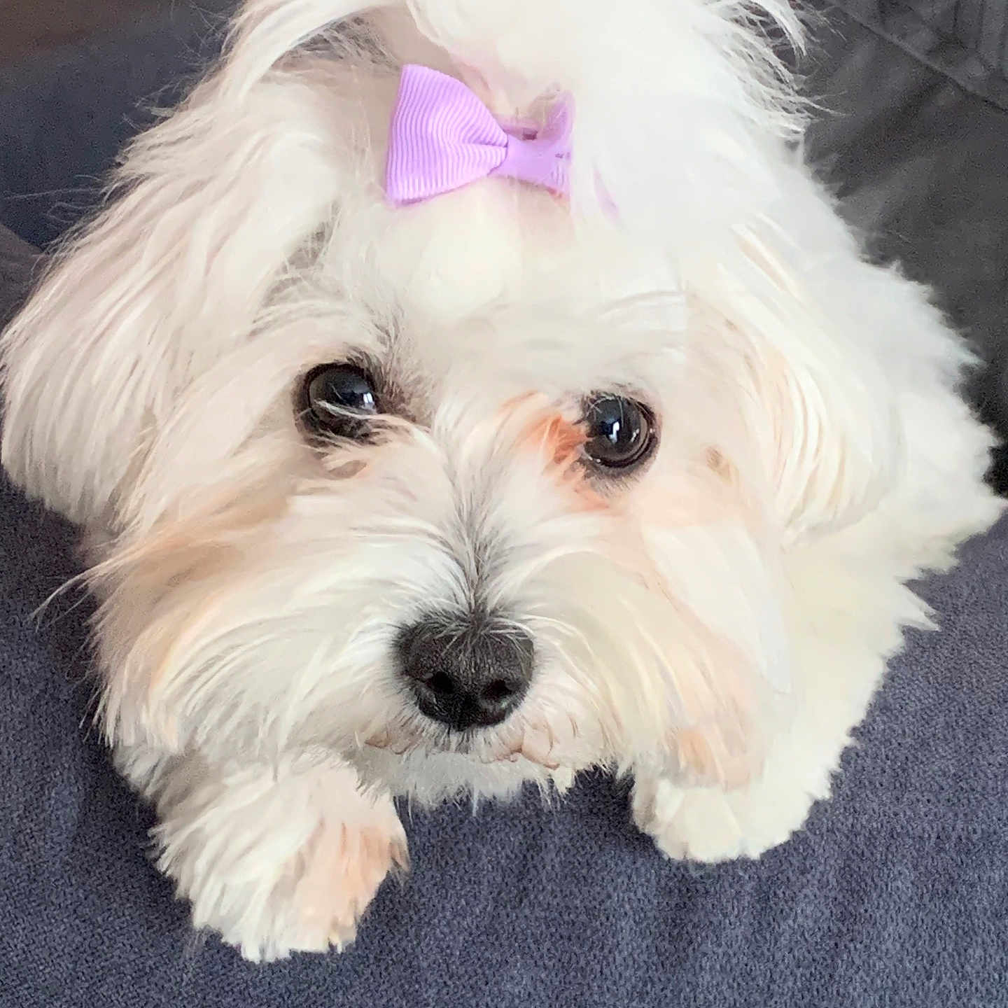 Perle a rejoint le concours — aidez-le/la à gagner de superbes lots ! accessories, animal, bison, canine, couch, dog, dogbed, eskimodog, formalwear, furniture, pet, poodle, puppy, terrier, tie, whitedog
