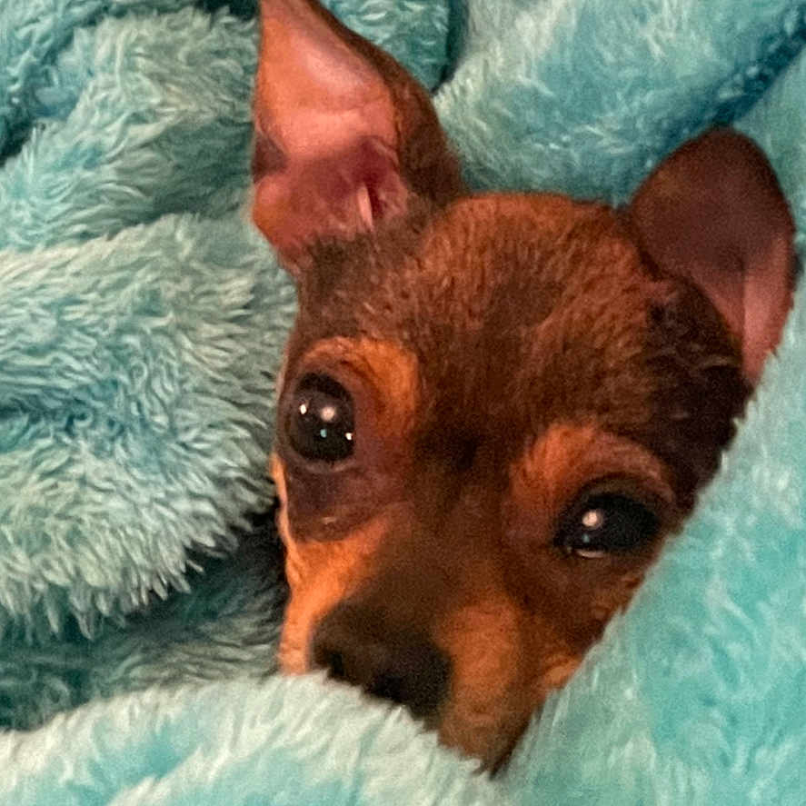 Rosie joined the competition — help win amazing prizes! animal, blanket, canine, chihuahua, dog, face, head, homedecor, hound, laundry, linen, person, pet, photography, portrait, puppy, quilt, snout, terrier, towel
