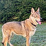 animal, backyard, canine, coyote, dog, field, germanshepherd, grass, grassland, grove, husky, land, nature, outdoors, pet, plant, tree, vegetation, woodland, yard