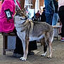adult, animal, canine, chair, clothing, coat, dog, female, footwear, furniture, husky, jacket, jeans, male, man, pants, person, pet, shoe, woman