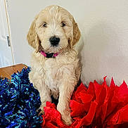 Holly joined the competition — help win amazing prizes! puppy, dog, pink_collar, fluffy, cream_colored, pom_poms, red, blue, decorations, indoor, cute, pet, animal, sitting, wall, table, adorable, young_dog, cheerful, domestic_animal