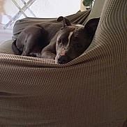 Titan participe au concours pour gagner de l'argent avec cette photo : dog, lounge, armchair, indoor, resting, pet, cozy, furniture, fabric, pattern, brown, relaxed, canine, home, decor, table, photo_frame, sleepy, domestic, quiet