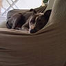 dog, lounge, armchair, indoor, resting, pet, cozy, furniture, fabric, pattern, brown, relaxed, canine, home, decor, table, photo_frame, sleepy, domestic, quiet