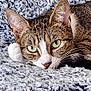 animal, blanket, cat, closeup, cozy, cute, ears, face, feline, fur, green_eyes, indoor, lying_down, pet, relaxed, resting, soft, tabby, texture, whiskers