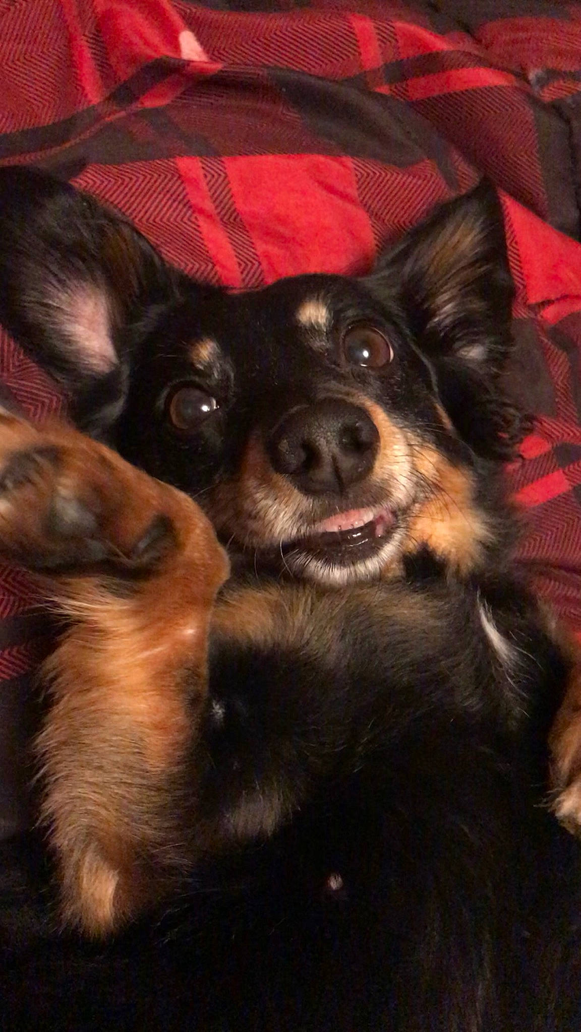 Misty joined the competition — help win amazing prizes! black, canidae, carnivore, companion_dog, dog, dog_breed, fur, guard_dog, interaction, jaw, neck, non_sporting_group, plaid, snout, tartan, terrestrial_animal, tongue, vertebrate, working_animal, working_dog