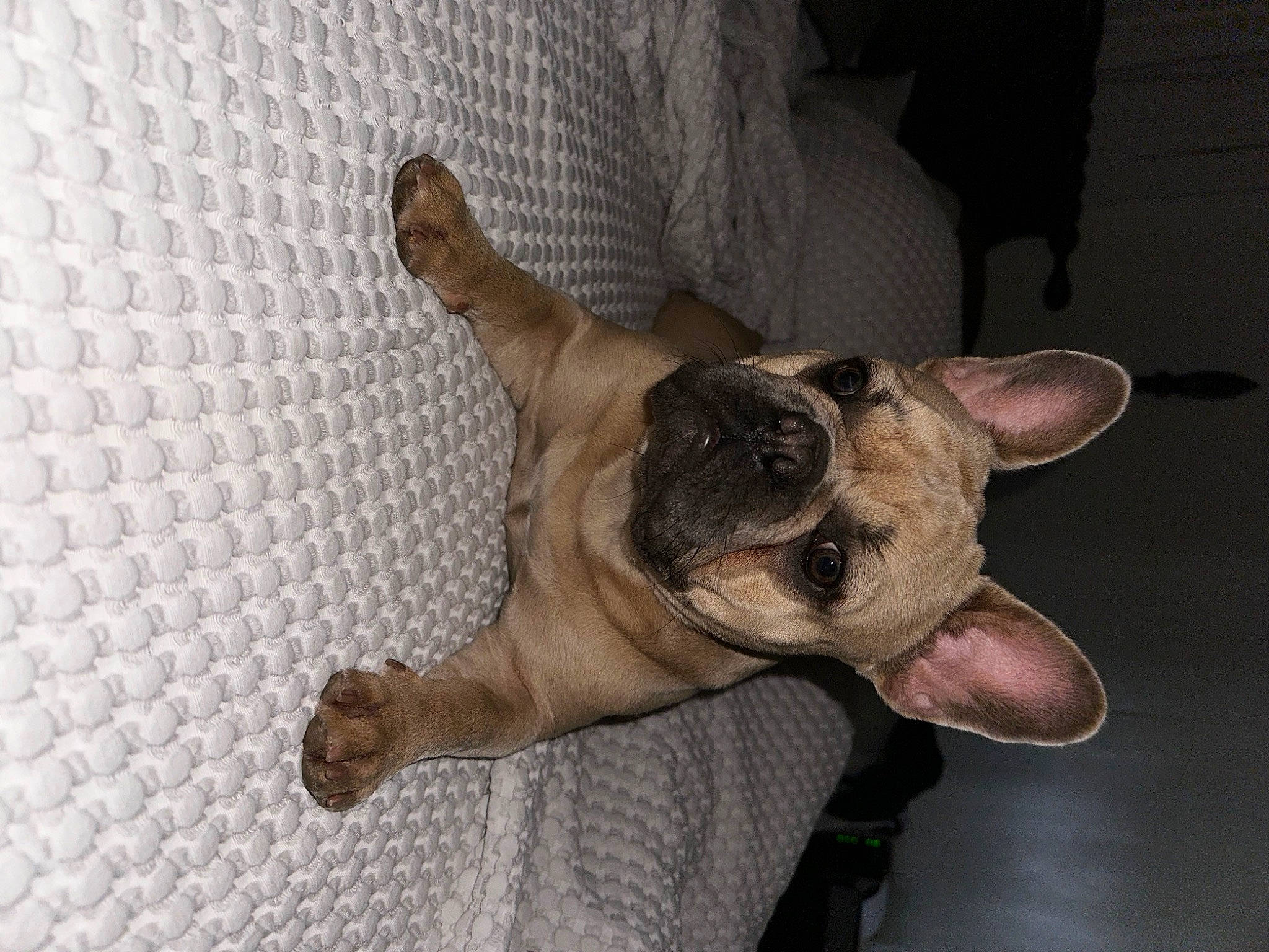 Iris joined the competition — help win amazing prizes! canidae, carnivore, comfort, companion_dog, dog, dog_breed, ear, fawn, foot, jaw, liver, non_sporting_group, paw, snout, sporting_group, tail, terrestrial_animal, whiskers, working_animal