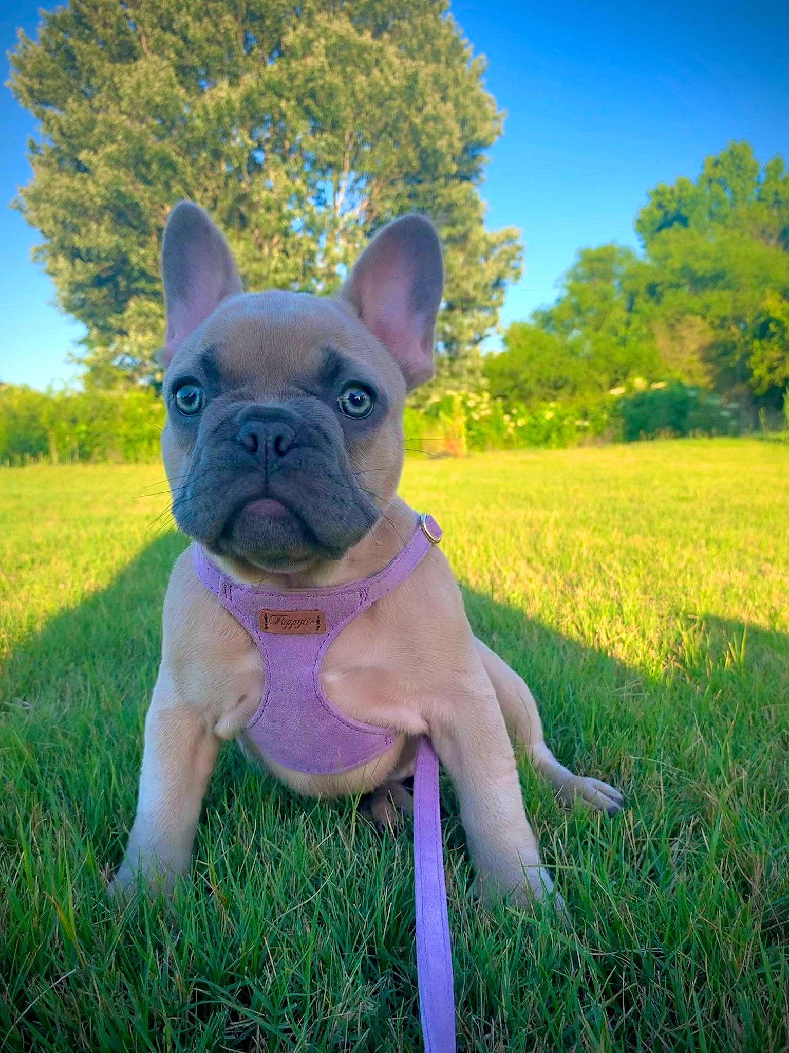 Iris is registered to the contest to win money with this photo: art, bulldog, carnivore, companion_dog, dog, dog_breed, electric_blue, fawn, grass, grassland, happy, plant, sculpture, sky, snout, sunglasses, terrestrial_animal, tree, whiskers, working_animal