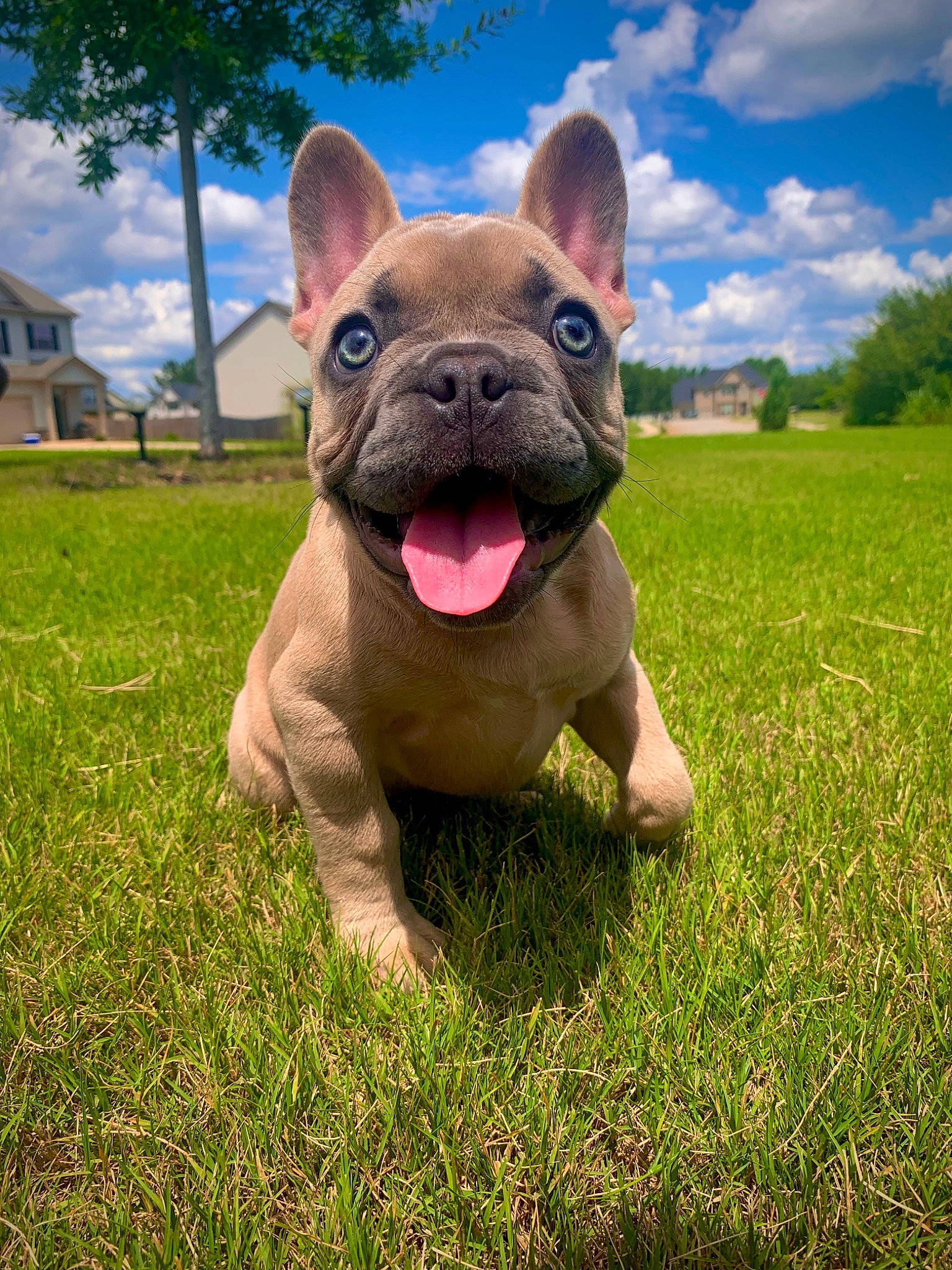 Iris is registered to the contest to win money with this photo: art, canidae, carnivore, cloud, companion_dog, dog, dog_breed, electric_blue, fawn, grass, grassland, landscape, plant, prairie, sculpture, sky, snout, sporting_group, terrestrial_animal, tree