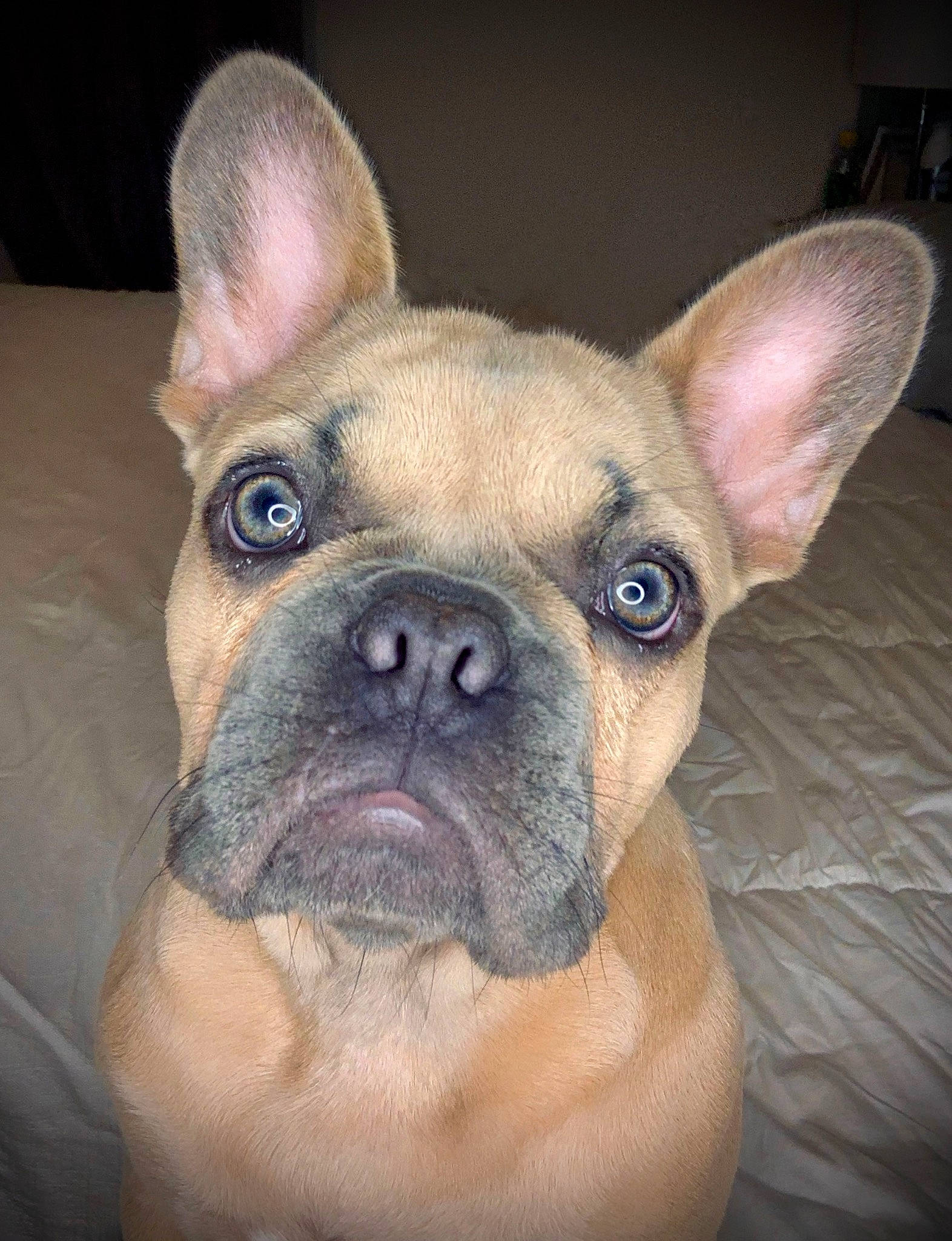 Iris joined the competition — help win amazing prizes! bulldog, canidae, carnivore, close_up, comfort, companion_dog, dog, dog_breed, ear, eye, fawn, head, iris, nose, snout, terrestrial_animal, toy_dog, whiskers, working_animal, wrinkle