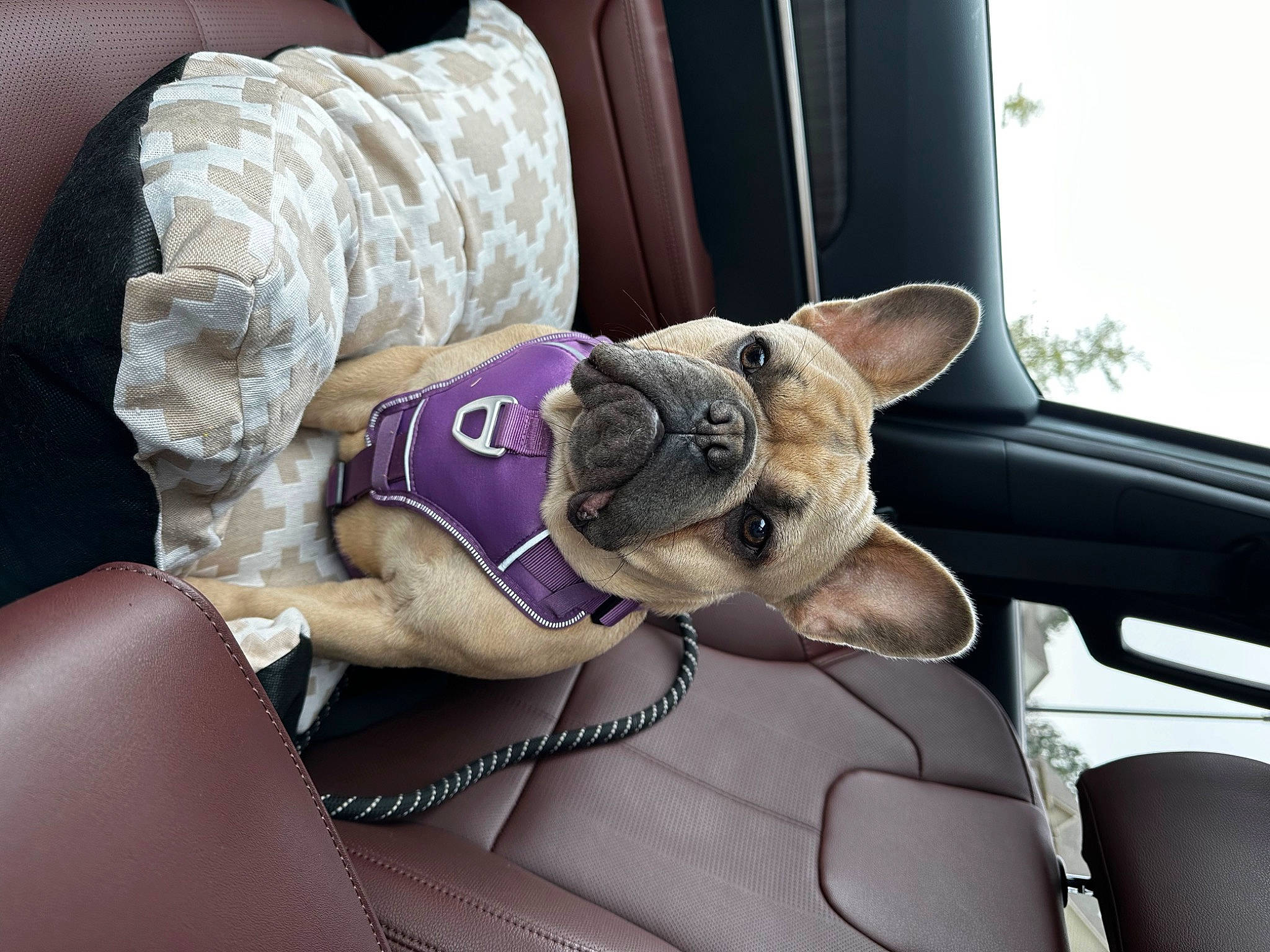 Iris is registered to the contest to win money with this photo: auto_part, car, car_seat, carnivore, comfort, companion_dog, eyewear, fawn, felidae, finger, human_leg, motor_vehicle, small_to_medium_sized_cats, steering_wheel, stuffed_toy, thigh, toy, vehicle_door, whiskers, windshield