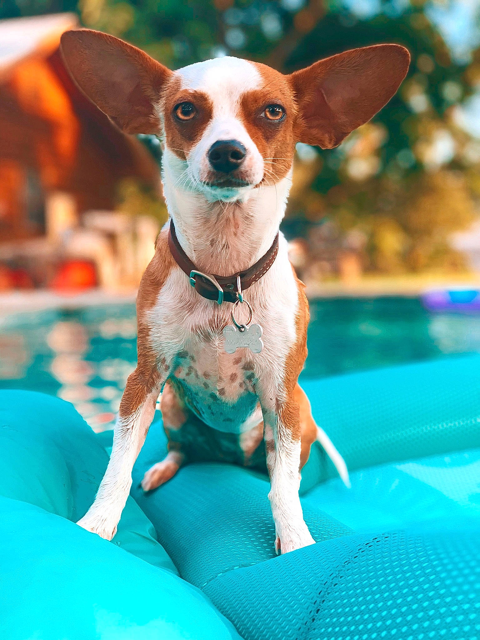 Tinker joined the competition — help win amazing prizes! canidae, carnivore, chihuahua, collar, companion_dog, dog, dog_breed, dog_collar, dog_supply, fawn, fur, green, snout, sporting_group, terrestrial_animal, terrier, toy_dog, water, whiskers, working_animal