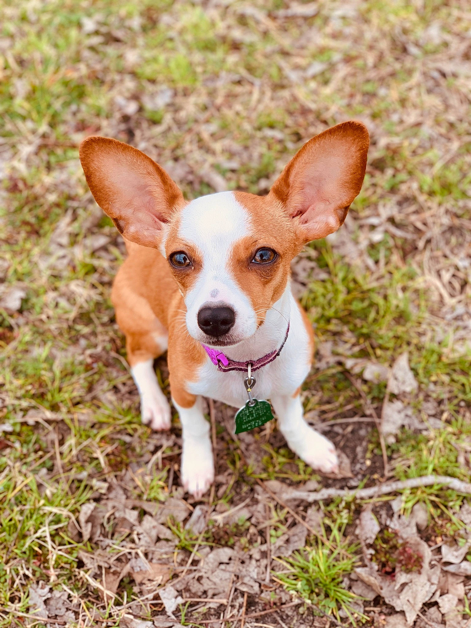 Tinker joined the competition — help win amazing prizes! canidae, carnivore, companion_dog, corgi_chihuahua, dog, dog_breed, fawn, grass, groundcover, hunting_dog, puppy, snout, sporting_group, tail, terrestrial_animal, terrestrial_plant, terrier, toy_dog, whiskers, working_animal