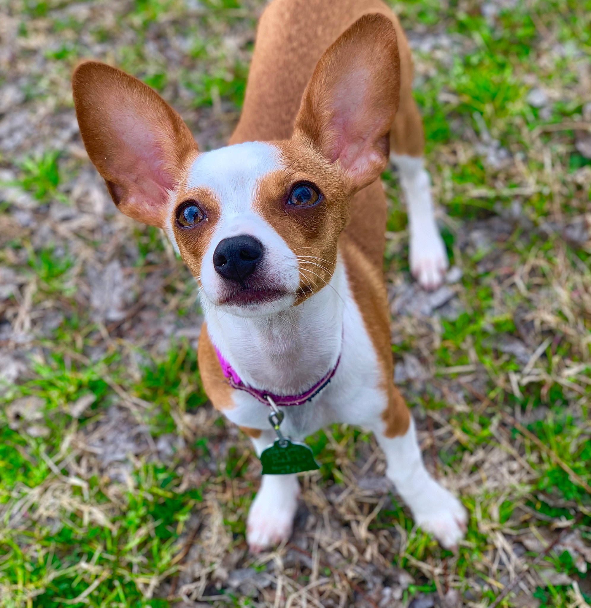 Tinker joined the competition — help win amazing prizes! canidae, carnivore, chihuahua, companion_dog, dog, dog_breed, fawn, grass, plant, puppy, russkiy_toy, snout, sporting_group, tail, terrestrial_animal, terrestrial_plant, terrier, toy_dog, whiskers, working_animal