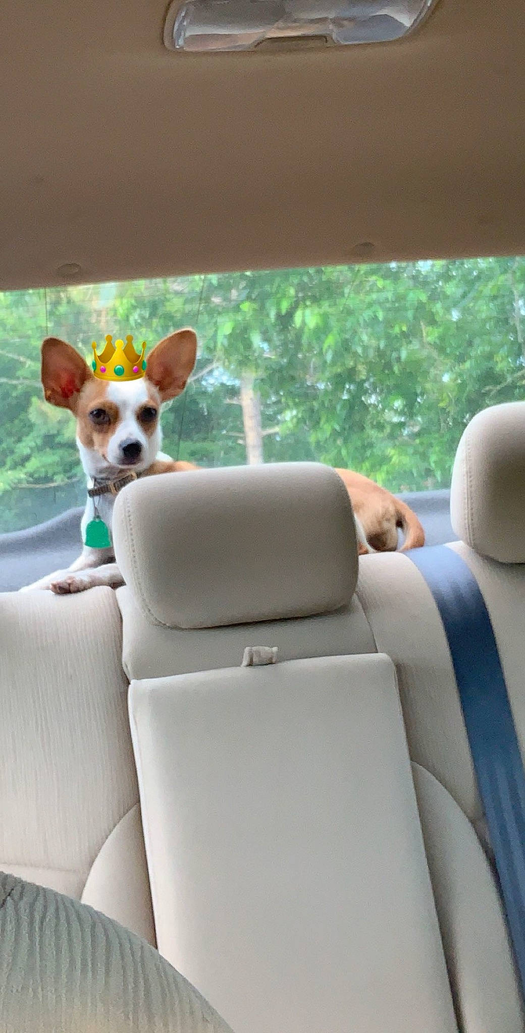Tinker is registered to the contest to win money with this photo: auto_part, automotive_design, automotive_exterior, car, car_seat, car_seat_cover, carnivore, comfort, companion_dog, dog, dog_breed, family_car, fawn, head_restraint, motor_vehicle, outdoor_furniture, vehicle, vehicle_door, window, working_animal