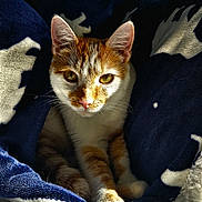 Yamssou a rejoint le concours — aidez-le/la à gagner de superbes lots ! animal_portrait, blanket, cat, comfort, cozy, cute, domestic_animal, feline, fur, indoor, orange_and_white_cat, paws, pet, relaxation, resting, shadow, soft_texture, sunlight, warm, whiskers