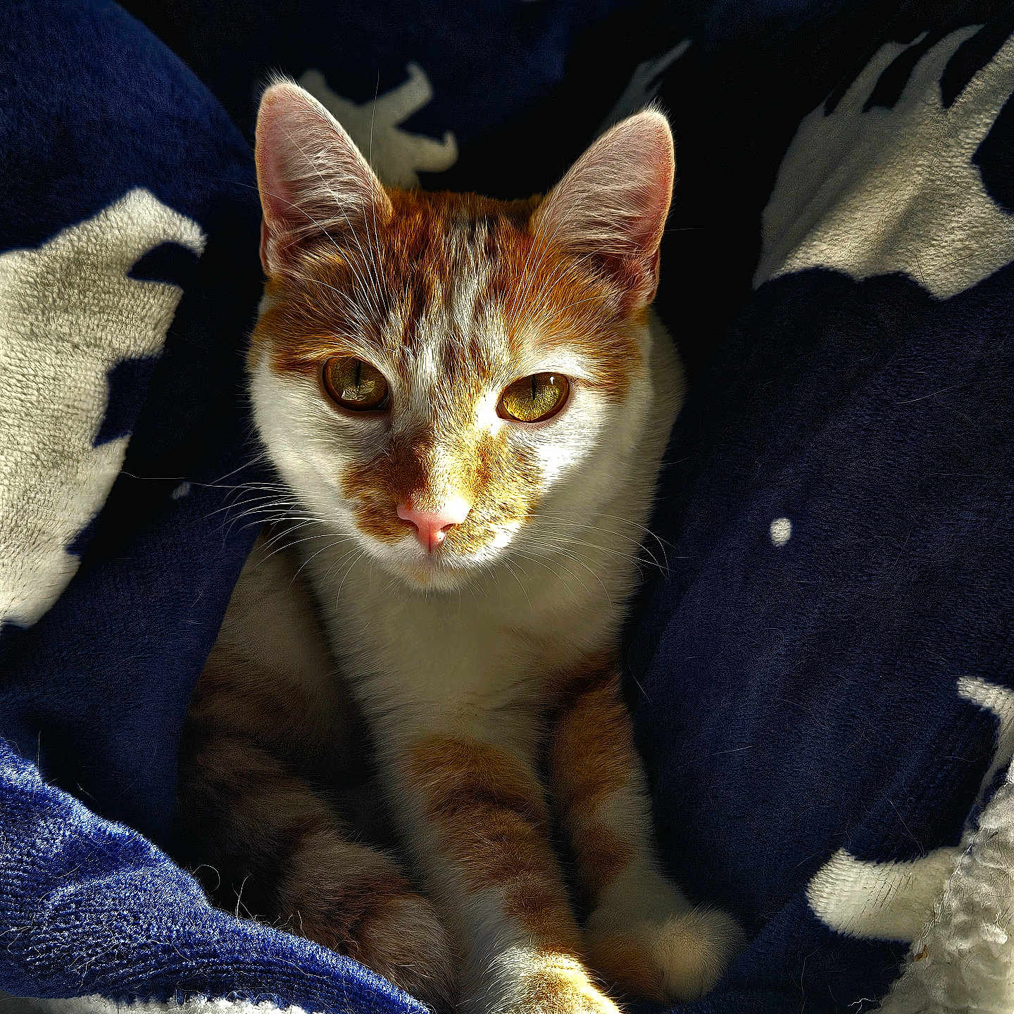 Yamssou a rejoint le concours — aidez-le/la à gagner de superbes lots ! animal_portrait, blanket, cat, comfort, cozy, cute, domestic_animal, feline, fur, indoor, orange_and_white_cat, paws, pet, relaxation, resting, shadow, soft_texture, sunlight, warm, whiskers