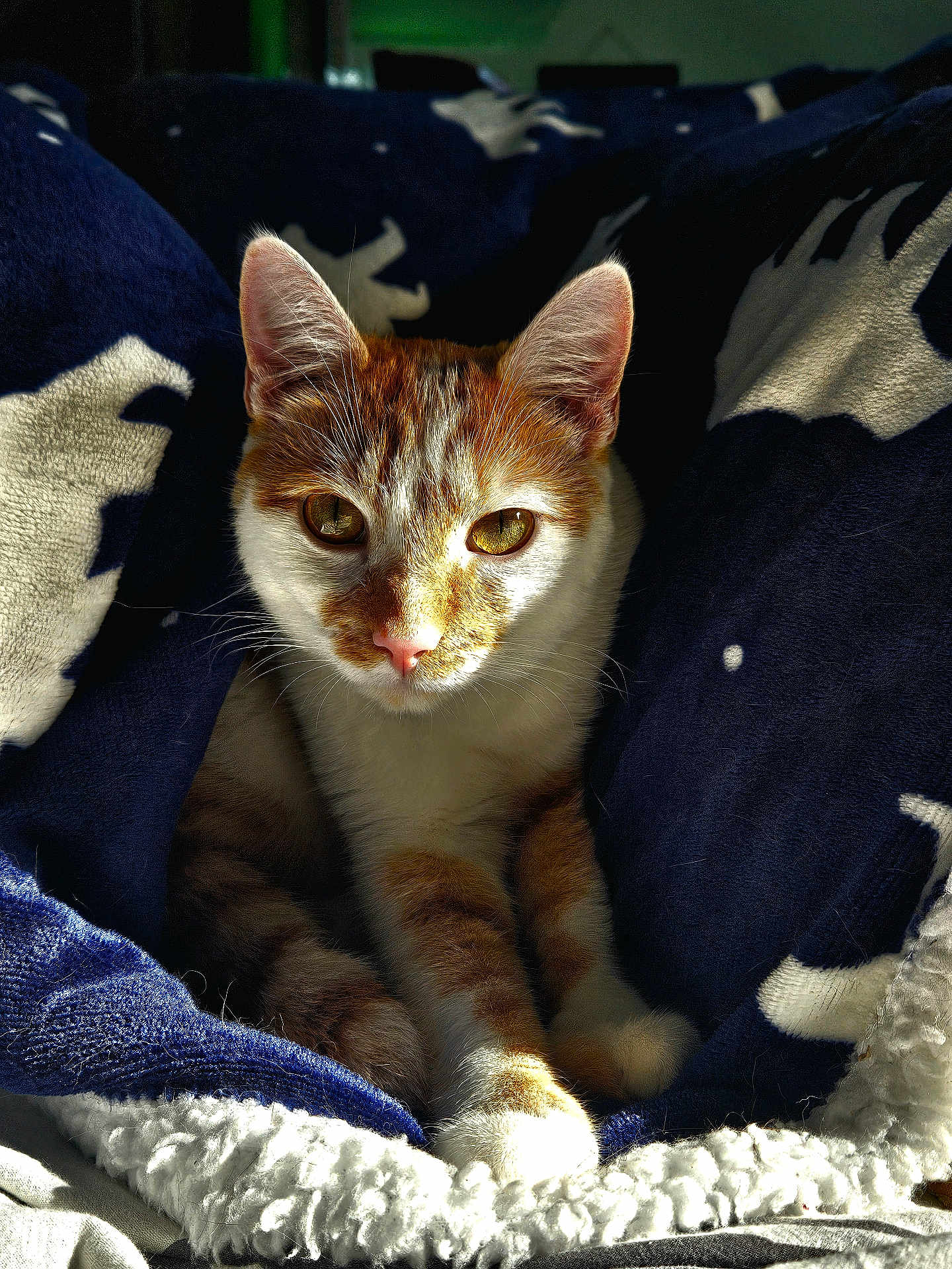 Yamssou a rejoint le concours — aidez-le/la à gagner de superbes lots ! animal_portrait, blanket, cat, comfort, cozy, cute, domestic_animal, feline, fur, indoor, orange_and_white_cat, paws, pet, relaxation, resting, shadow, soft_texture, sunlight, warm, whiskers