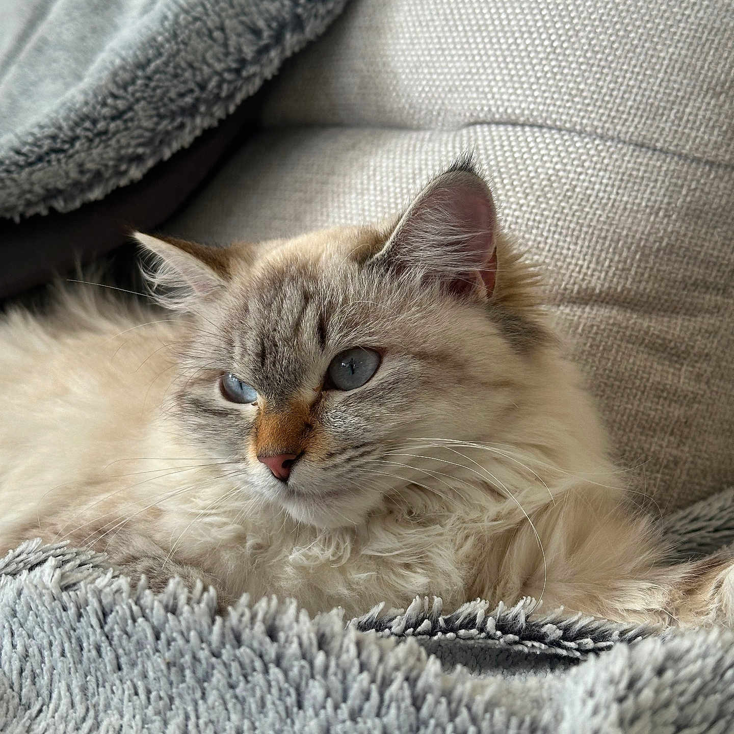 Zelie participe au concours pour gagner de l'argent avec cette photo : abyssinian, angora, animal, blanket, cat, couch, furniture, homedecor, kitten, linen, manx, person, pet, quilt, siamese, sleeping, towel, white