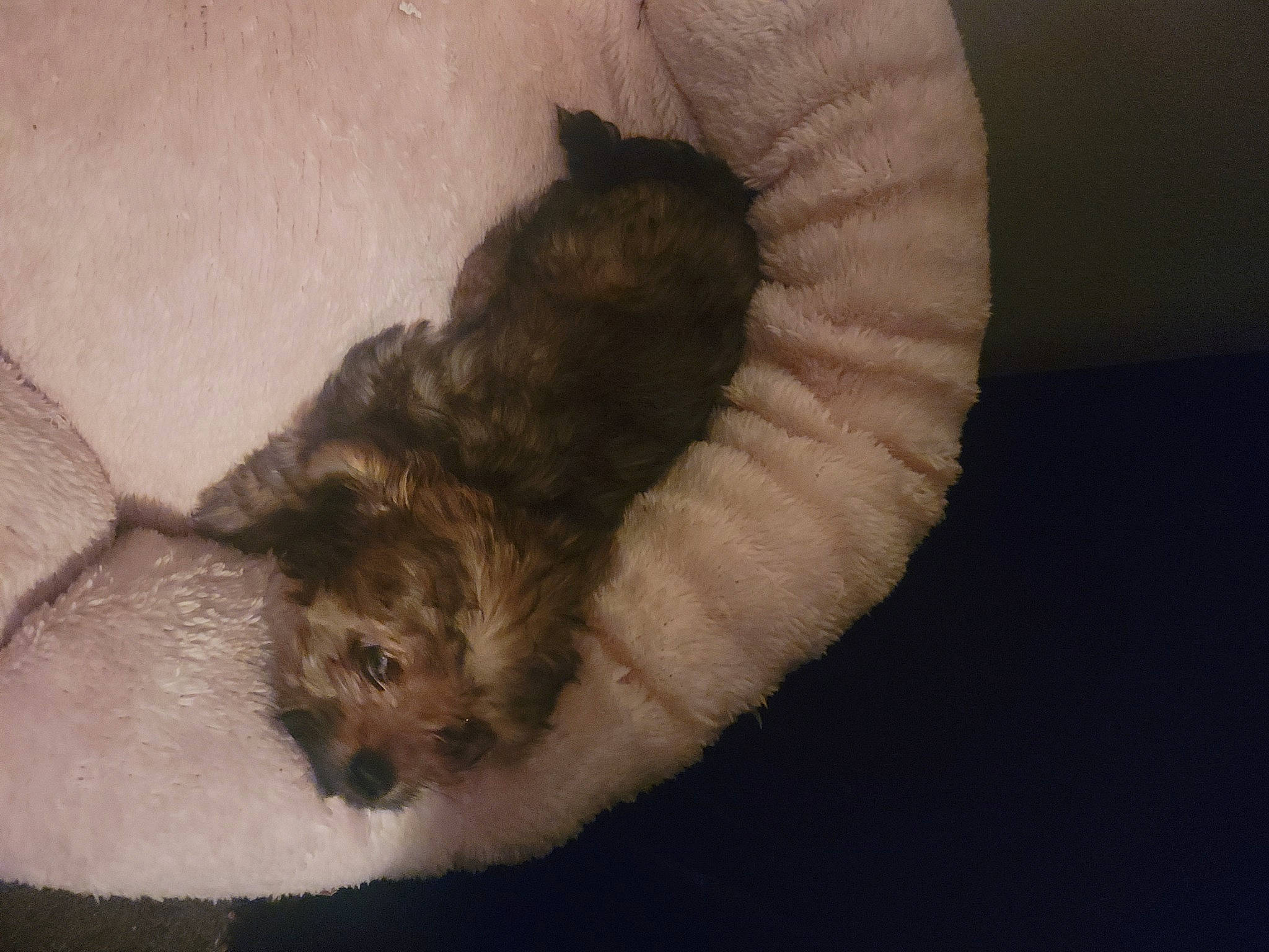 Cinnamon joined the competition — help win amazing prizes! canidae, carnivore, cat, claw, comfort, dog_breed, domestic_short_haired_cat, fawn, felidae, fur, mustelidae, nap, paw, small_to_medium_sized_cats, snout, sporting_group, tail, terrestrial_animal, whiskers