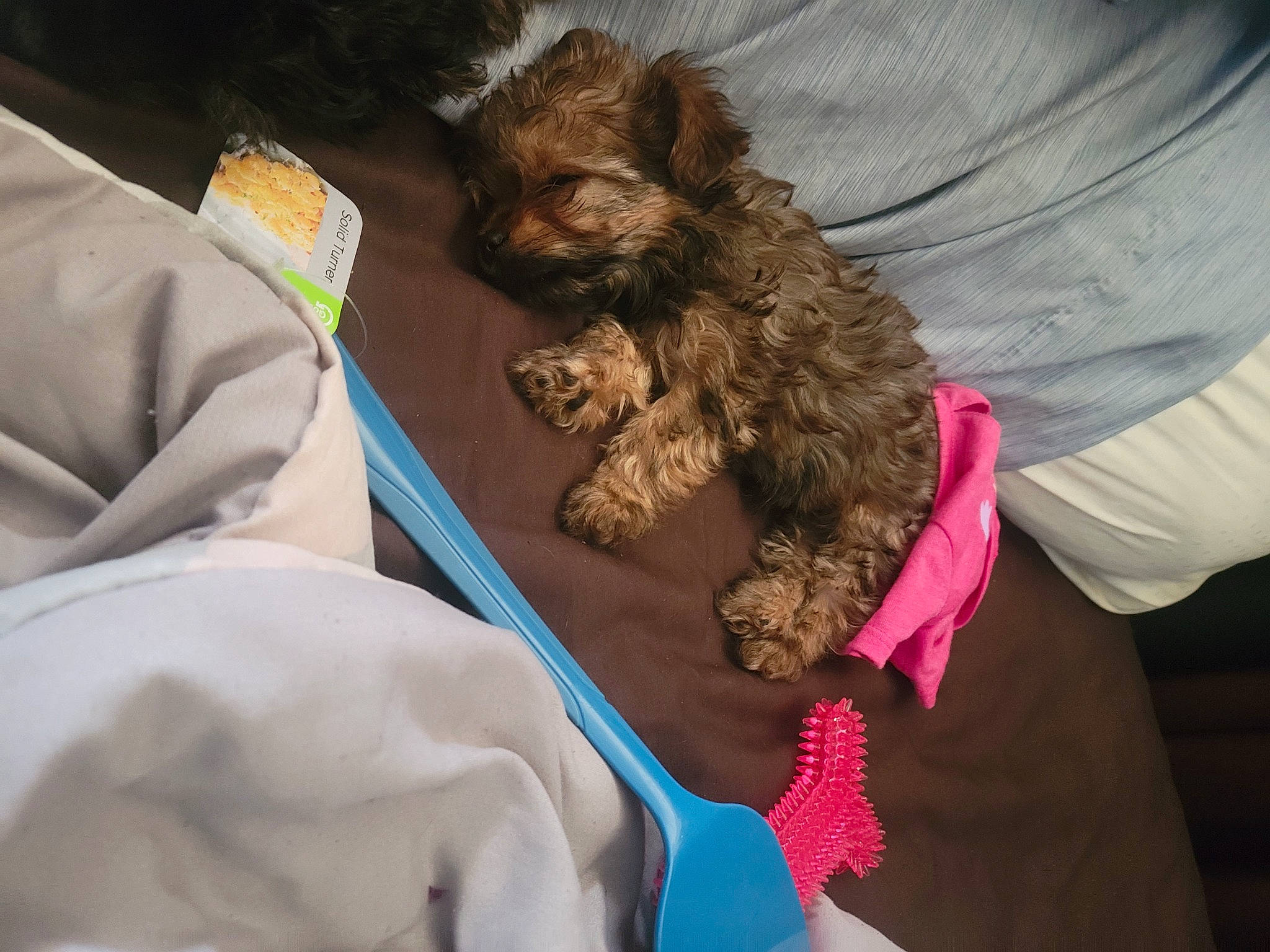 Cinnamon is registered to the contest to win money with this photo: canidae, carnivore, comfort, companion_dog, dog, dog_breed, dog_supply, fawn, fur, liver, mammal, nap, poodle_crossbreed, small_terrier, spaniel, sporting_group, terrier, toy_dog, working_animal, wrinkle