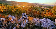 Bell joined the competition — help win amazing prizes! dog, canine, outdoor, landscape, autumn, sunset, rocks, rocky_terrain, hills, shrubs, trees, grass, nature, scenic, wind_turbines, power_lines, sky, sunlight, adventure, date_stamp