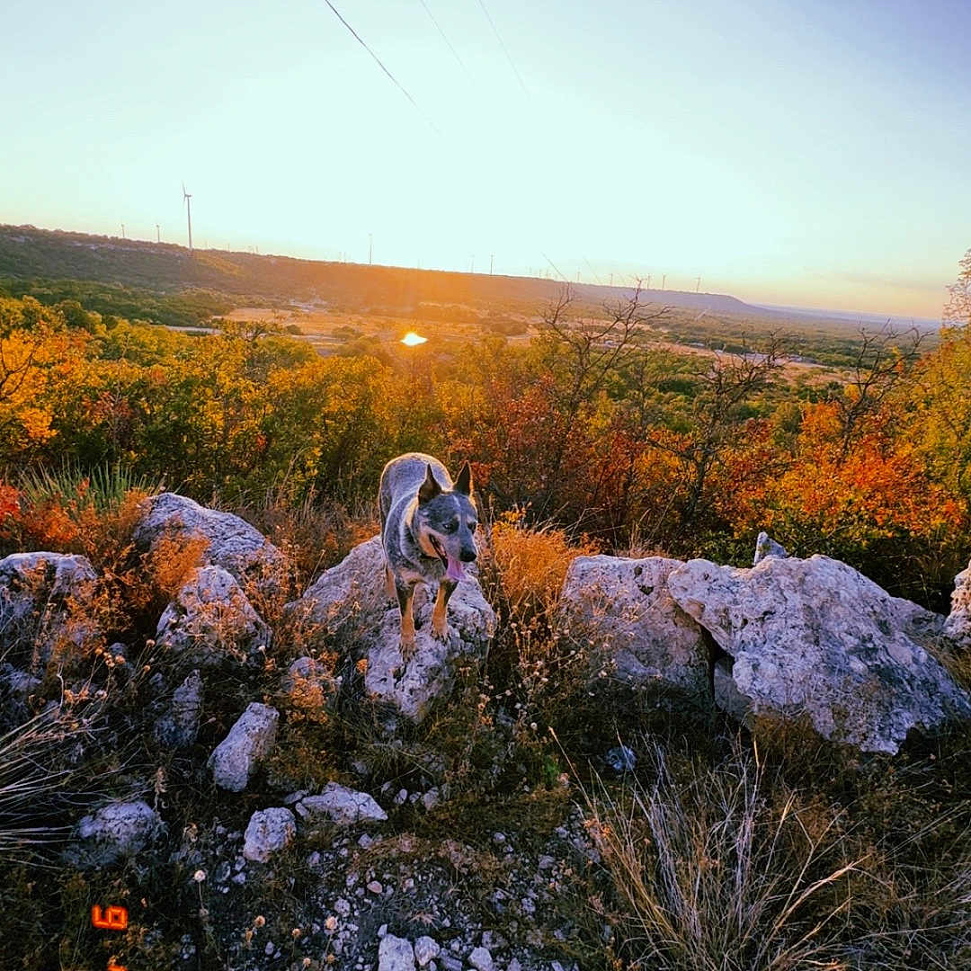Bell joined the competition — help win amazing prizes! dog, canine, outdoor, landscape, autumn, sunset, rocks, rocky_terrain, hills, shrubs, trees, grass, nature, scenic, wind_turbines, power_lines, sky, sunlight, adventure, date_stamp