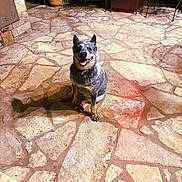Bell joined the competition — help win amazing prizes! dog, pet, animal, sitting, smiling, happy, outdoor, patio, stone_floor, flagstone, evening, portrait, collar, speckled_fur, pointed_ears, open_mouth, shadow, potted_plant, patio_furniture, backyard