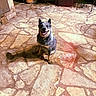 dog, pet, animal, sitting, smiling, happy, outdoor, patio, stone_floor, flagstone, evening, portrait, collar, speckled_fur, pointed_ears, open_mouth, shadow, potted_plant, patio_furniture, backyard