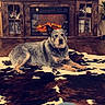 Bell joined the competition — help win amazing prizes! dog, canine, pet, lying_down, indoors, living_room, fireplace, electric_fireplace, cowhide_rug, wooden_furniture, entertainment_center, home_decor, rustic, shelving, portrait, animal_face, ears, fur, relaxed, warm_lighting