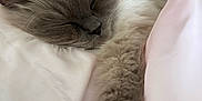 Baby is registered to the contest to win money with this photo: animal, blanket, cat, closeup, cozy, cute, feline, fluffy, fur, grey, indoor, nap, paw, pet, pink, relaxed, resting, sleeping, soft, white