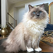 Baby joined the competition — help win amazing prizes! cat, fluffy, blue_eyes, indoor, pet, feline, long_hair, sitting, table, domestic_animal, white_paws, living_room, decor, furniture, curious, portrait, animal, house, cute, calm
