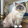 cat, fluffy, blue_eyes, indoor, pet, feline, long_hair, sitting, table, domestic_animal, white_paws, living_room, decor, furniture, curious, portrait, animal, house, cute, calm