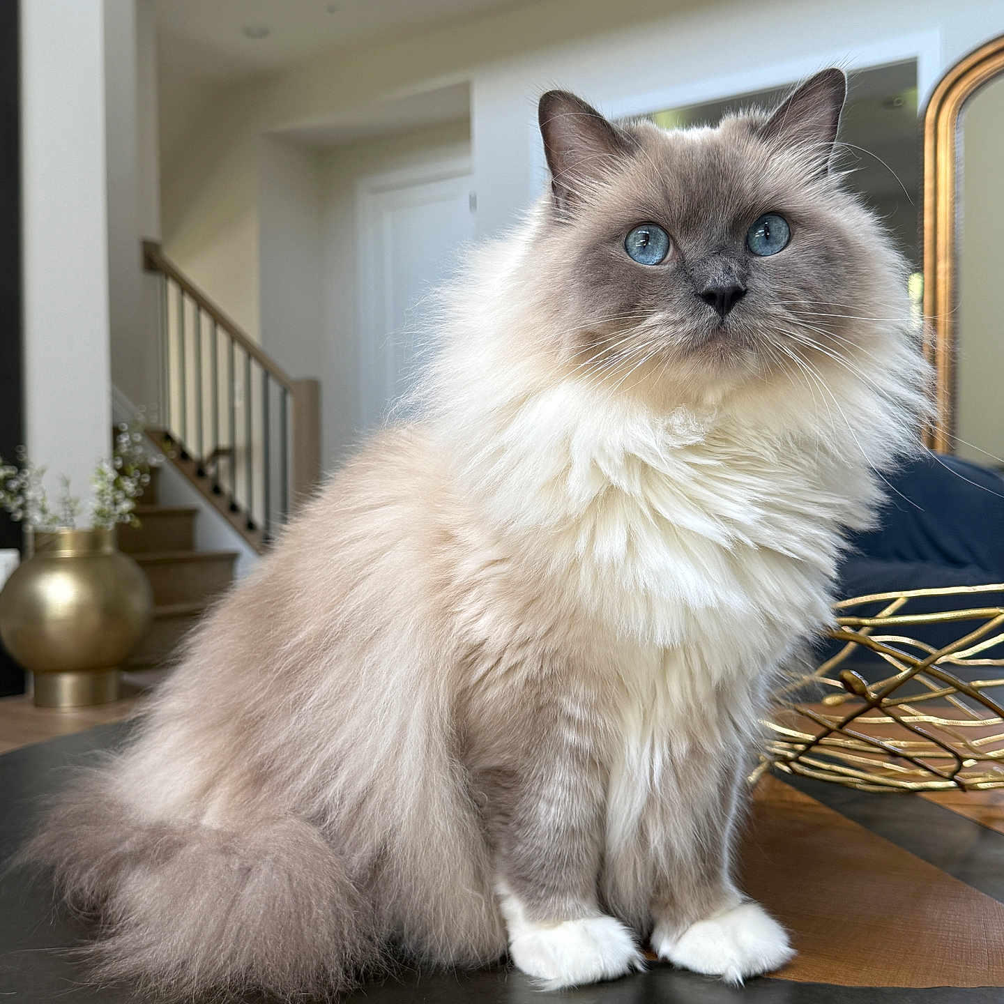 Baby joined the competition — help win amazing prizes! animal, blue_eyes, calm, cat, curious, cute, decor, domestic_animal, feline, fluffy, furniture, house, indoor, living_room, long_hair, pet, portrait, sitting, table, white_paws