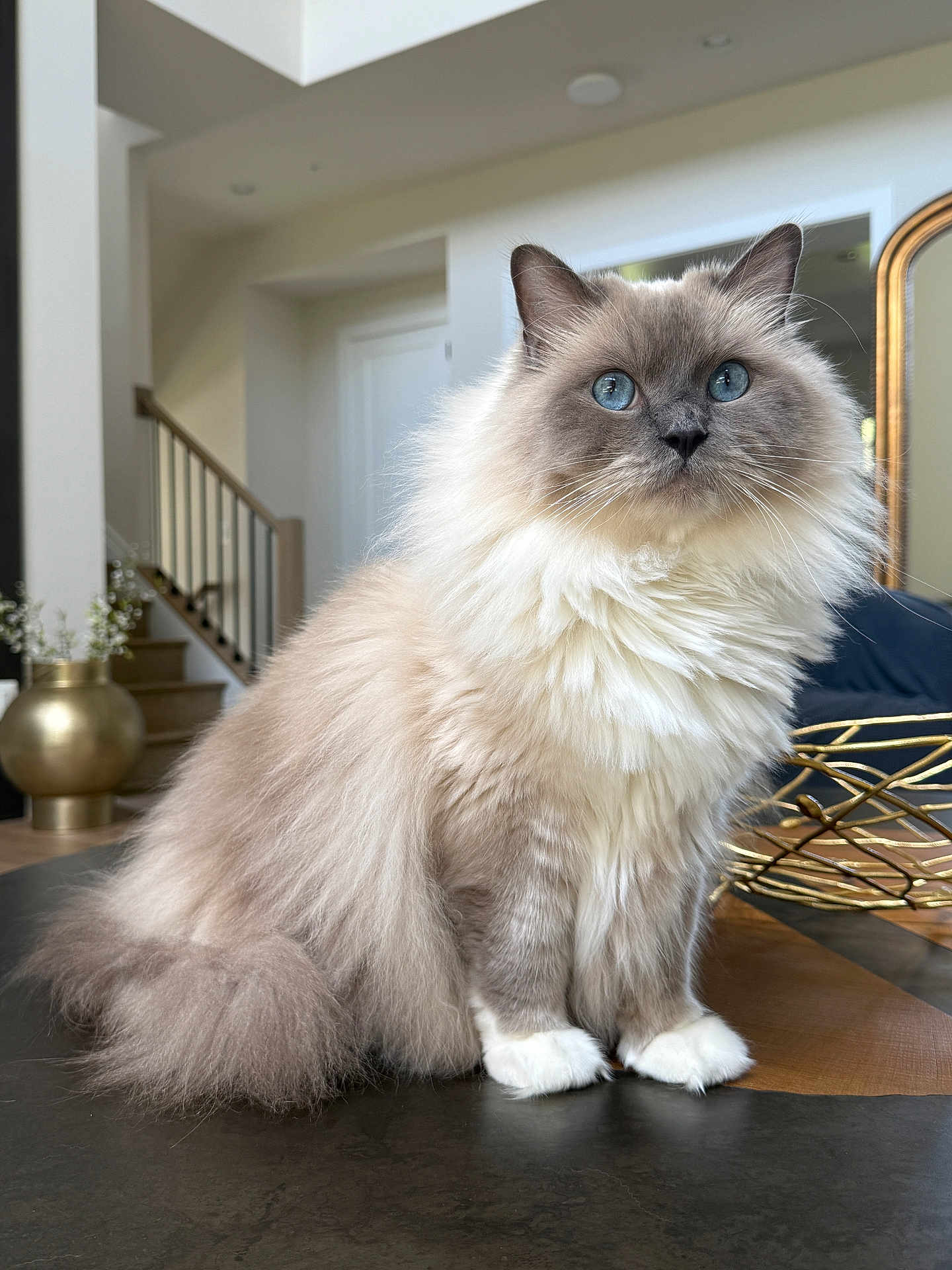 Baby joined the competition — help win amazing prizes! cat, fluffy, blue_eyes, indoor, pet, feline, long_hair, sitting, table, domestic_animal, white_paws, living_room, decor, furniture, curious, portrait, animal, house, cute, calm