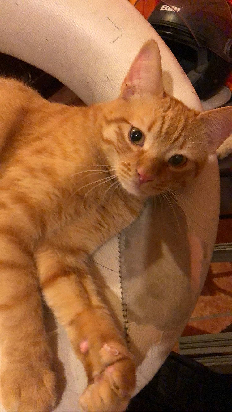 Simba participe au concours pour gagner de l'argent avec cette photo : aegean_cat, arabian_mau, asian, australian_mist, carnivore, cat, cornish_rex, domestic_short_haired_cat, european_shorthair, fawn, felidae, german_rex, javanese, mammal, oriental_longhair, oriental_shorthair, small_to_medium_sized_cats, snout, vertebrate, whiskers