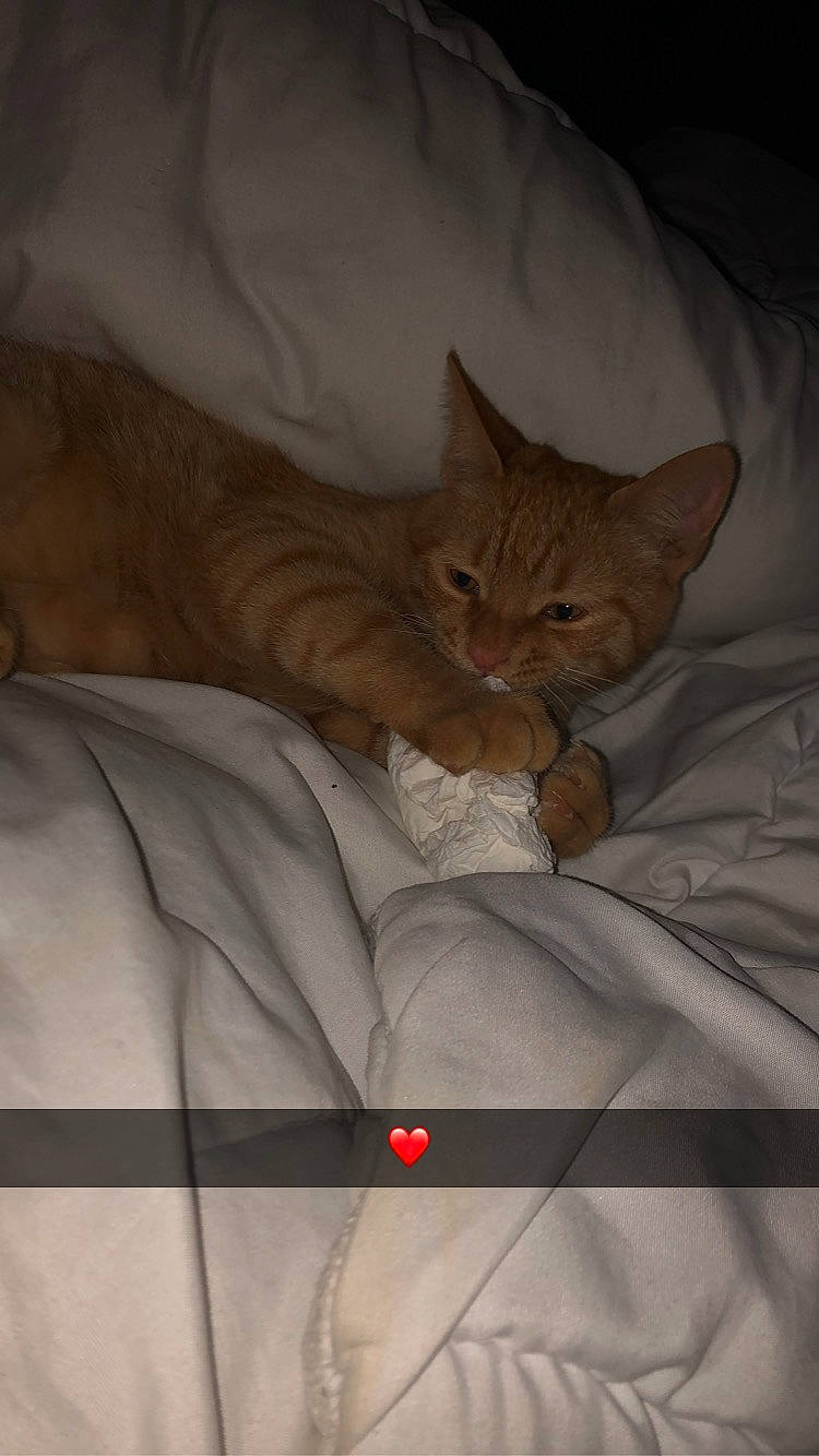 Simba a rejoint le concours — aidez-le/la à gagner de superbes lots ! asian, carnivore, cat, domestic_short_haired_cat, european_shorthair, fawn, felidae, kitten, small_to_medium_sized_cats, whiskers