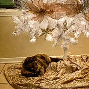 Bandit is registered to the contest to win money with this photo: cat, christmas_tree, cozy, decorations, festive, gold_ribbon, gold_tree_skirt, holiday, indoor, lights, ornament, pet, relaxing_cat, tile_floor, tortoiseshell_cat, tree_skirt, wall, warm_lighting, white_christmas_tree, window