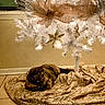 cat, christmas_tree, cozy, decorations, festive, gold_ribbon, gold_tree_skirt, holiday, indoor, lights, ornament, pet, relaxing_cat, tile_floor, tortoiseshell_cat, tree_skirt, wall, warm_lighting, white_christmas_tree, window