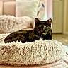 Bandit is registered to the contest to win money with this photo: animal, bedroom, calm, cat, comfortable, cozy, cushion, domestic_cat, fluffy, fur, furniture, home, indoor, pet_bed, pink, relaxed, resting, sleepy, soft_texture, tortoiseshell_cat