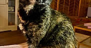 Bandit joined the competition — help win amazing prizes! animal, blanket, brick_wall, cat, cozy, curious, cute, domestic, eyes, feline, fireplace, furniture, indoor, living_room, pet, portrait, sitting, soft, tortoiseshell, whiskers