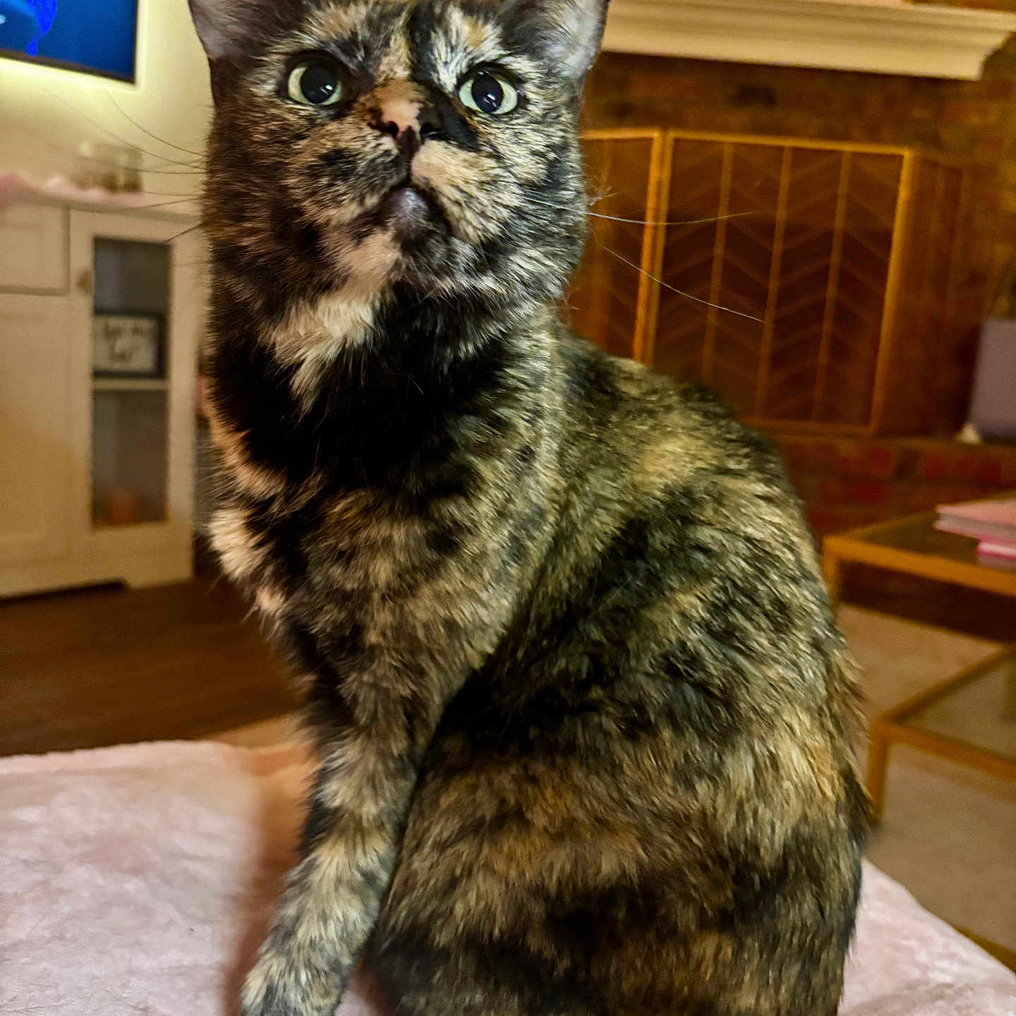 Bandit joined the competition — help win amazing prizes! animal, blanket, brick_wall, cat, cozy, curious, cute, domestic, eyes, feline, fireplace, furniture, indoor, living_room, pet, portrait, sitting, soft, tortoiseshell, whiskers