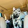Bandit is registered to the contest to win money with this photo: animal, car_interior, cat, companion, curious, domestic_animal, feline, fur_pattern, indoor, looking_out, pet, seat, seat_back, seat_leather, sunlight, tortoiseshell_cat, transportation, two_cats, vehicle, window